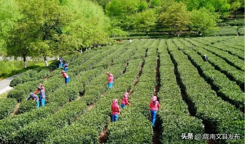五一想去玩哪也没去,文县旅游一日游