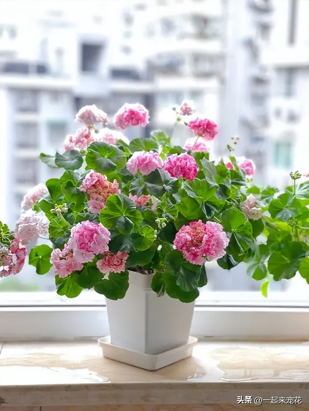 室内适合养的18种花有哪些呢,适合室内养的六种花推荐