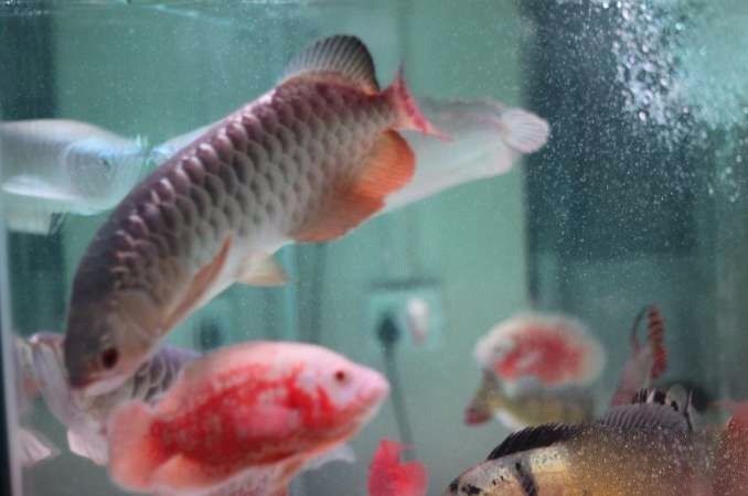 超极品蓝底过背被养成3流街货，最终死亡……