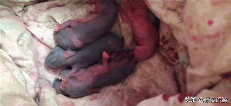 广州幸福田园犇牛牧场兔妈妈一窝生6只兔宝宝迎接兔年春节到来