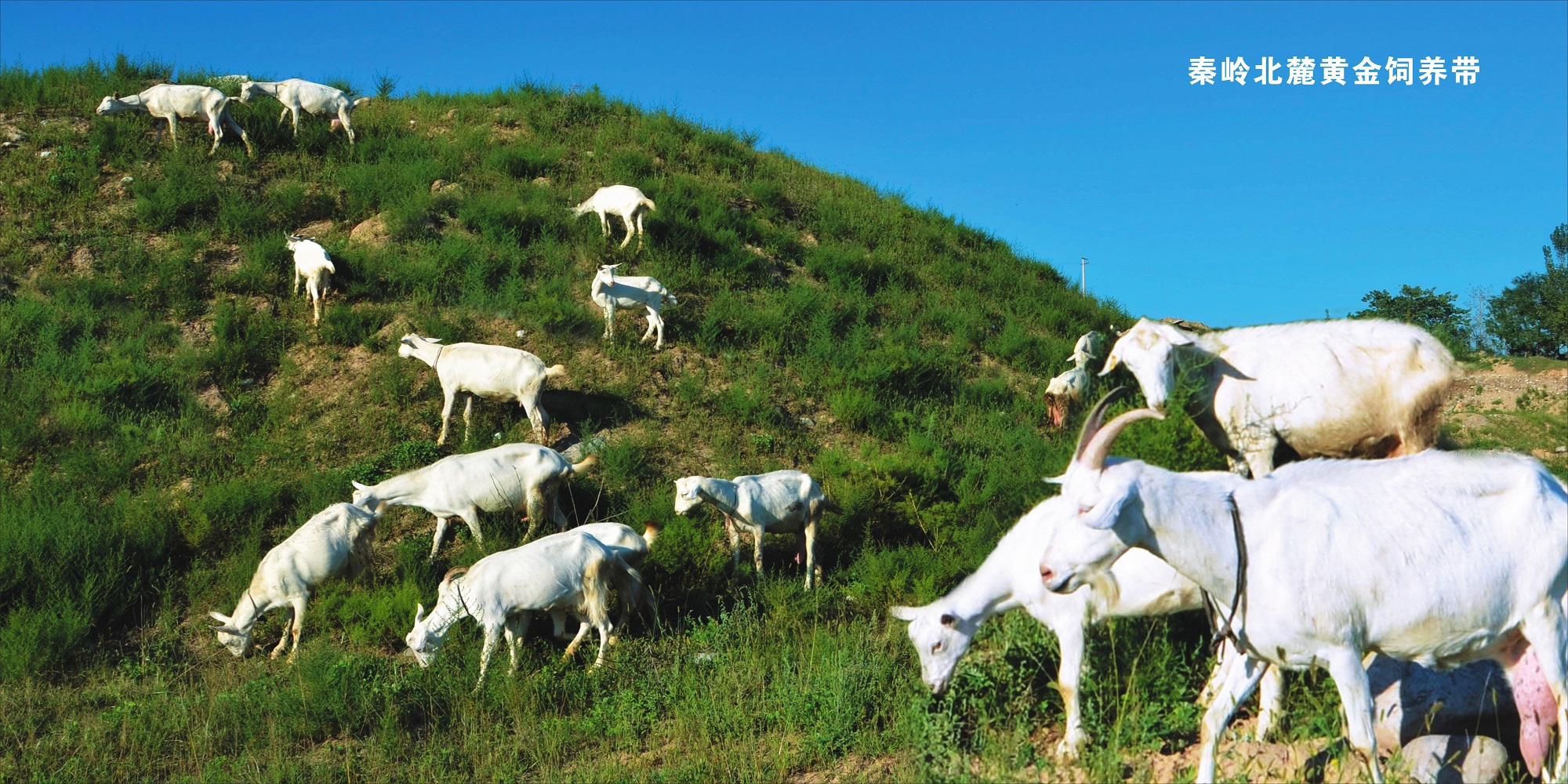 什么羊奶粉好婴儿,什么羊奶粉好营养全面性价比高