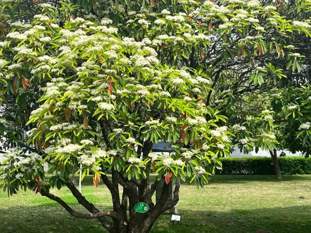 石楠花很香啊为什么有人觉得臭,石楠花那么臭为什么要种那么多