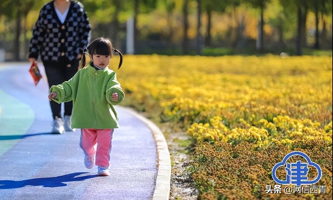 【津云镜头】空港七彩花田：深秋绽放格外鲜艳