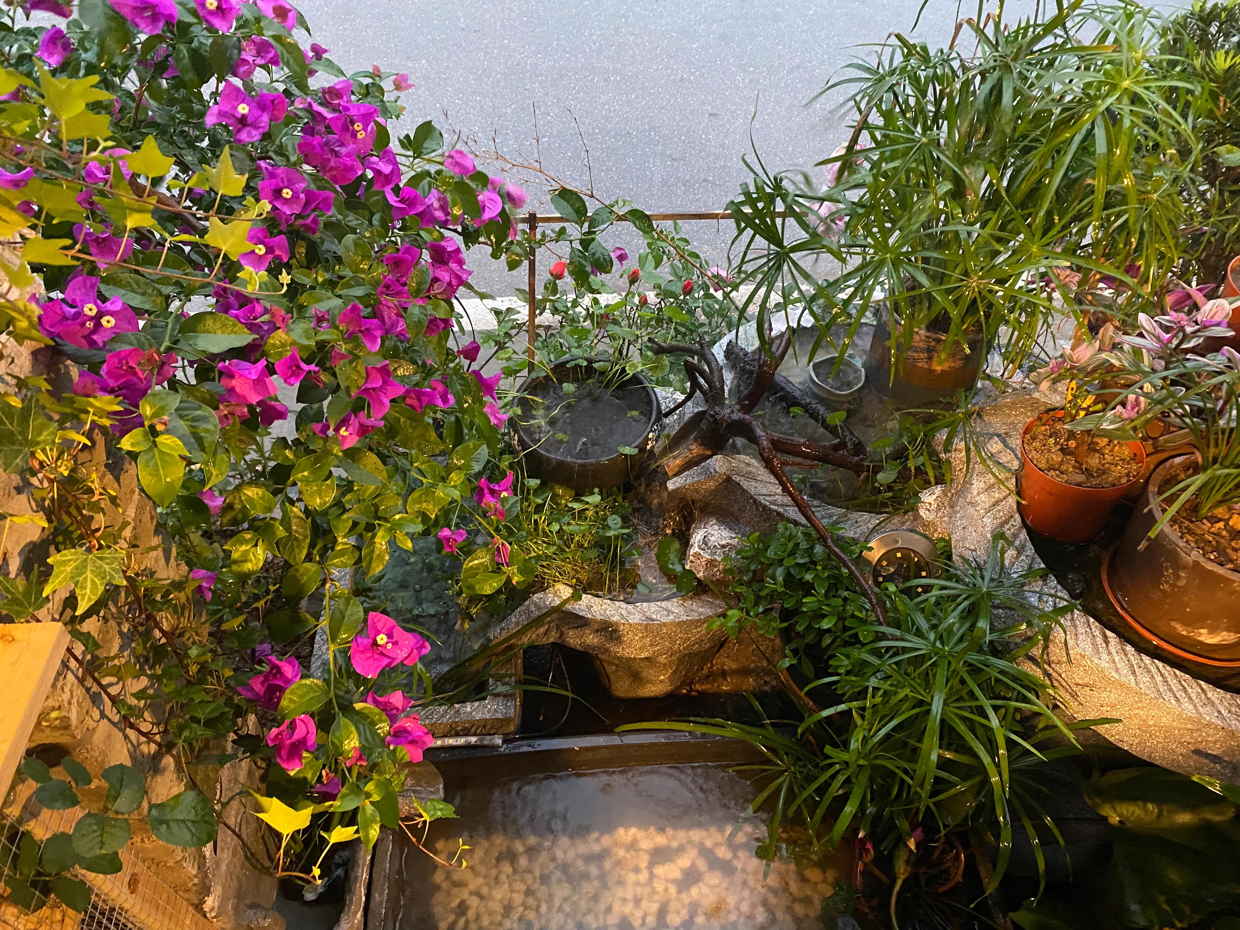 如何打造一个四季有景的庭院花园,如何打造一个四季花开的庭院