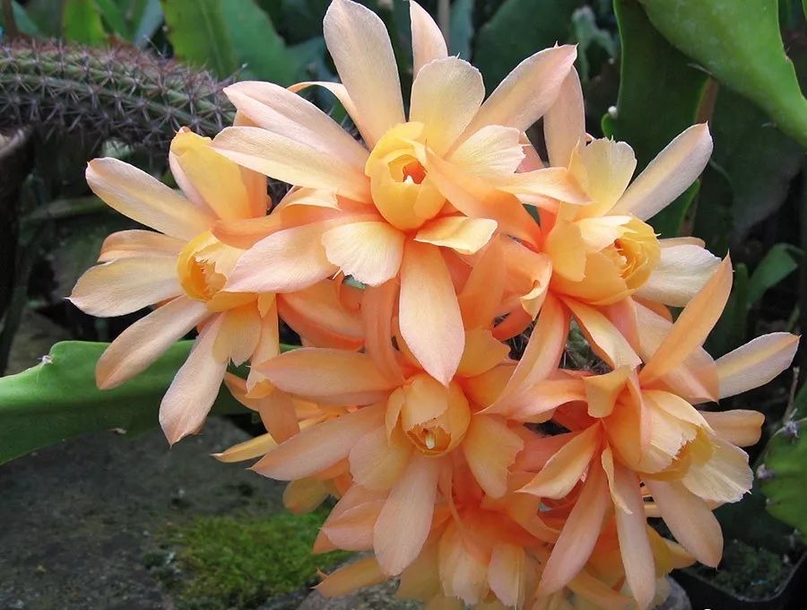 200种·仙人球开花图鉴，大开眼界，美到爆