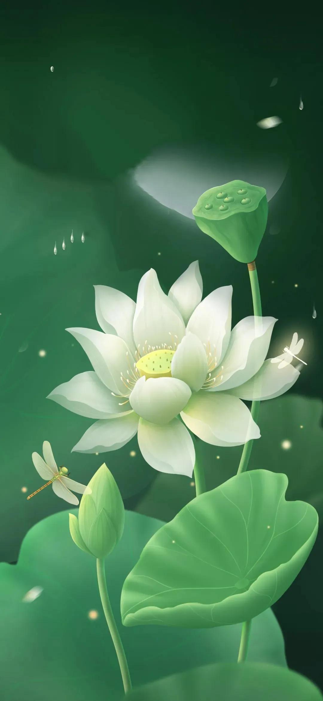 漂亮美丽的荷花壁纸,雨中荷花壁纸荣盛城