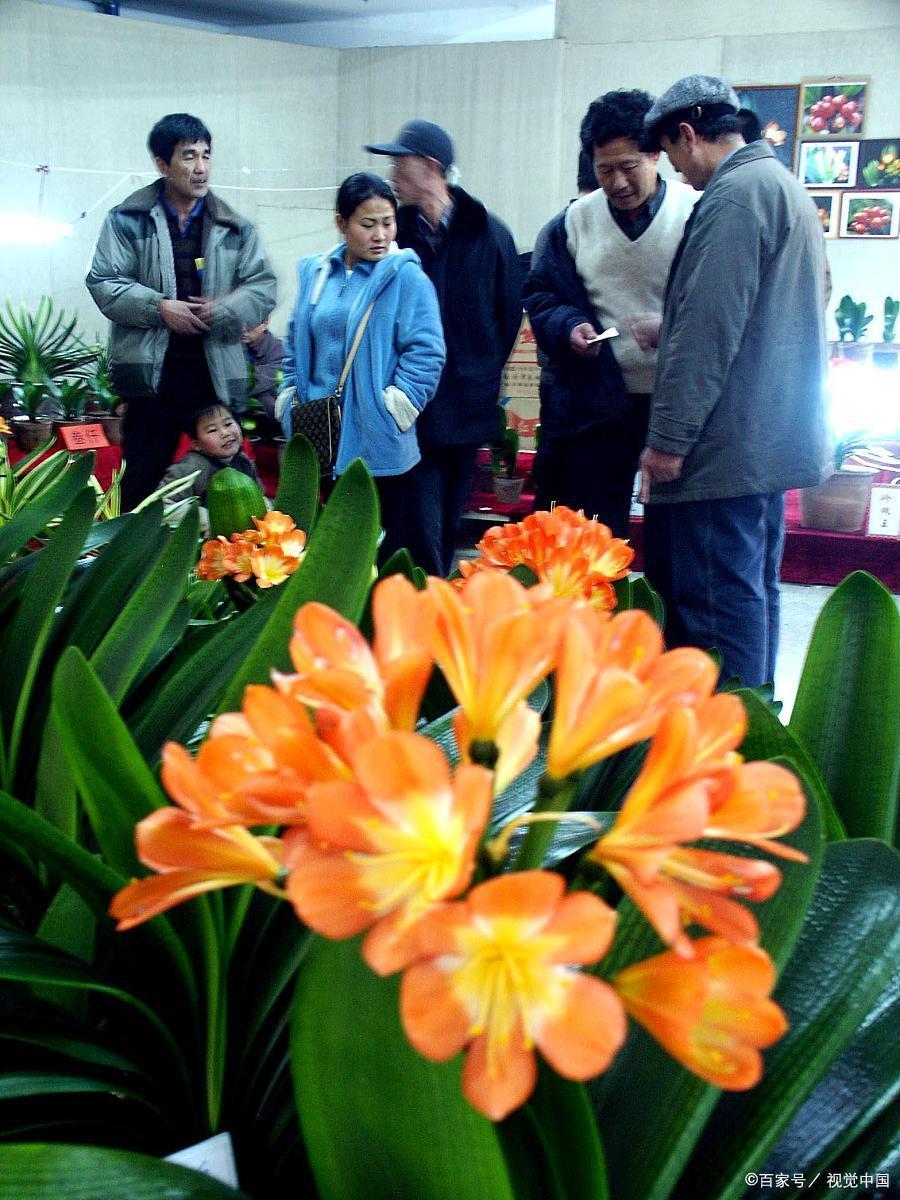 为什么曾经君子兰那么火,为什么君子兰的争议这么大