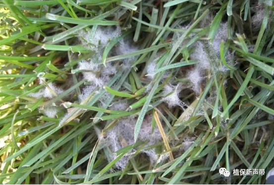 草坪锈病的病害预测及防治策略,草坪病害识别与防治