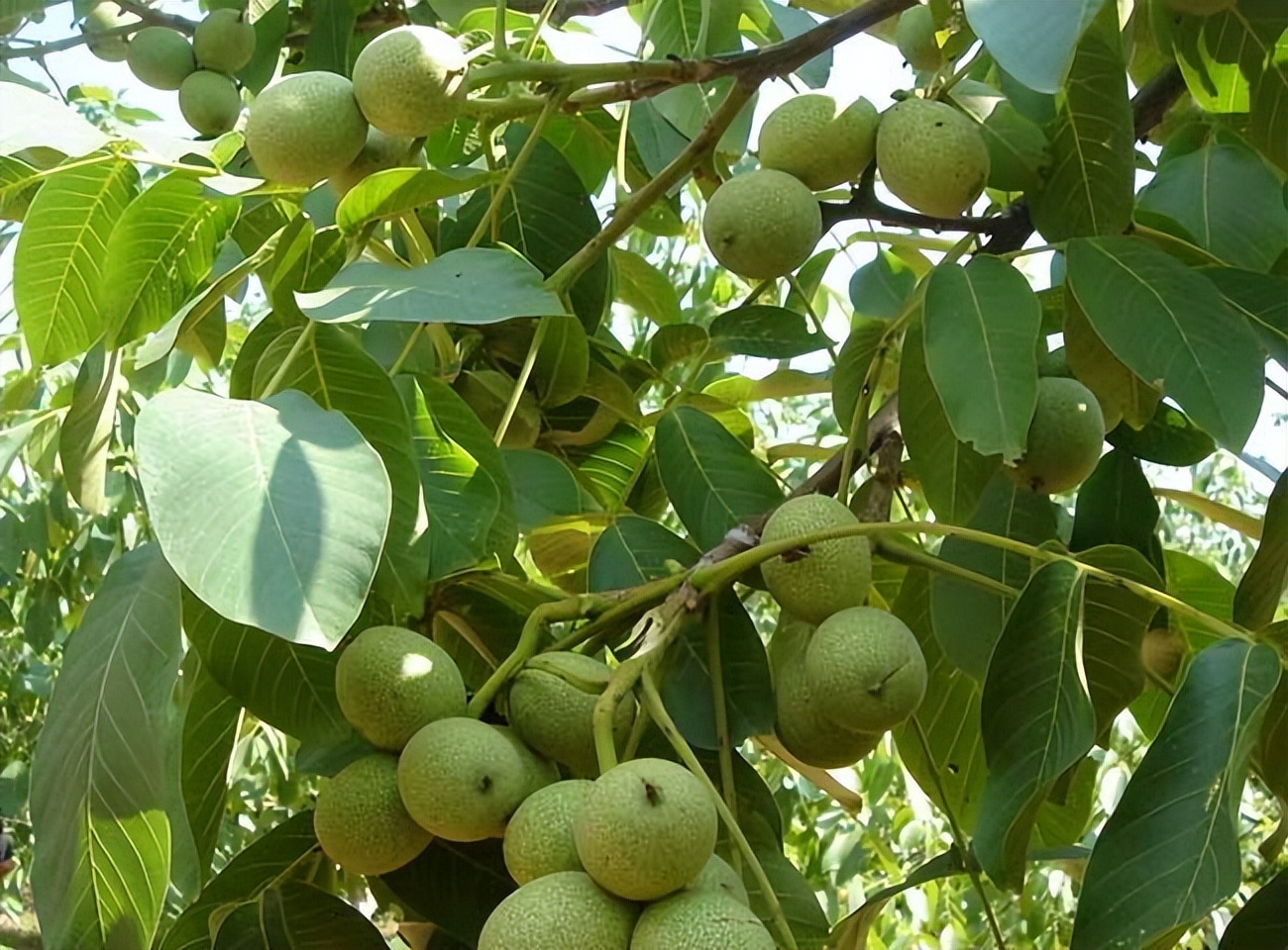 核桃种子怎么种植,核桃种子育苗时是哪端朝上