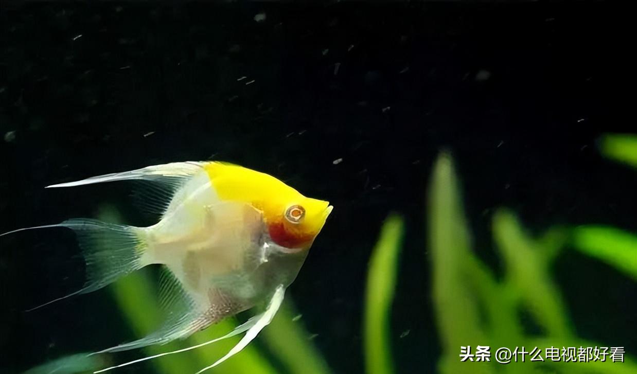 观赏鱼冬天怎么养能活,冬天鱼在鱼缸怎么办