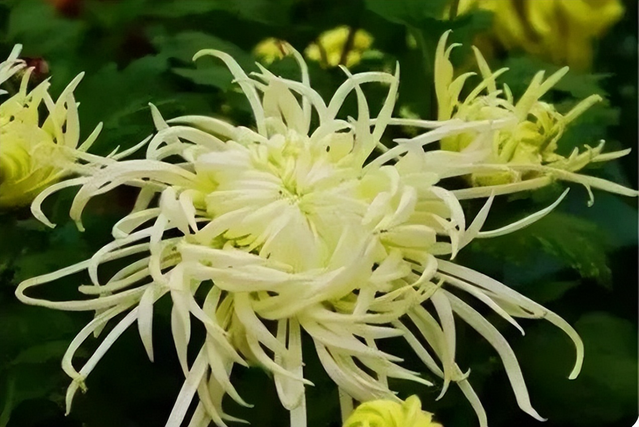 秋花诗词50首,金秋秋菊50种名菊