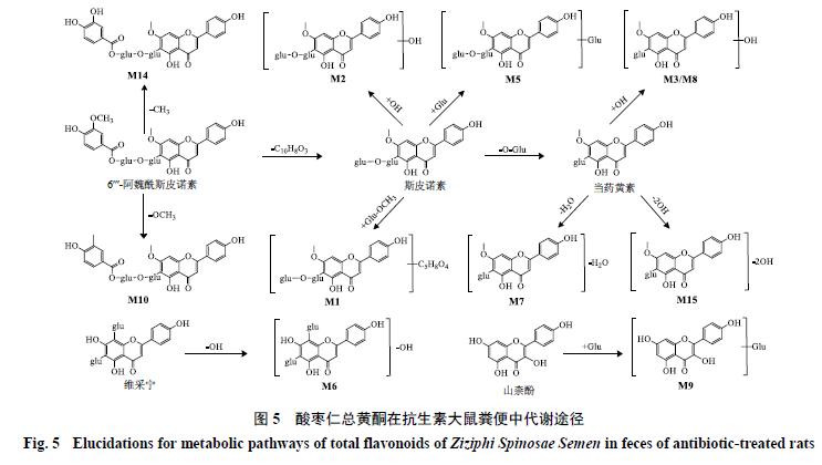 肠道菌群介导的酸枣仁总黄酮体内代谢轮廓研究