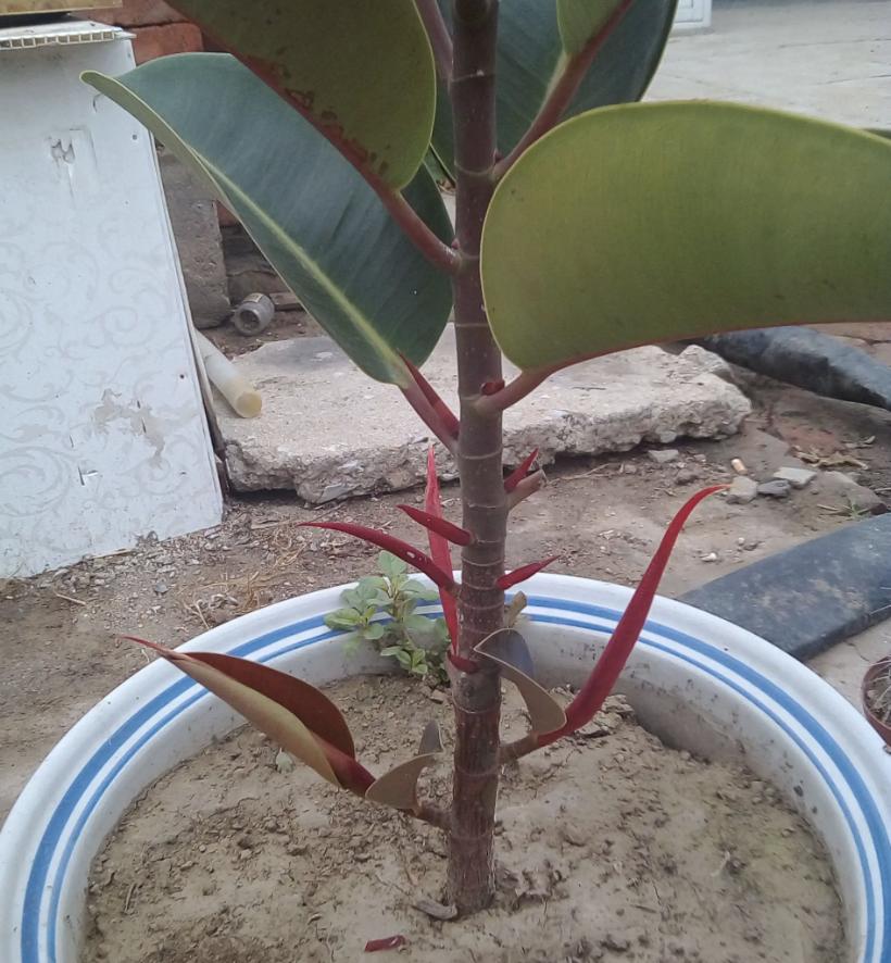 家里养哪种树比较好养,最适合家里养的5种树