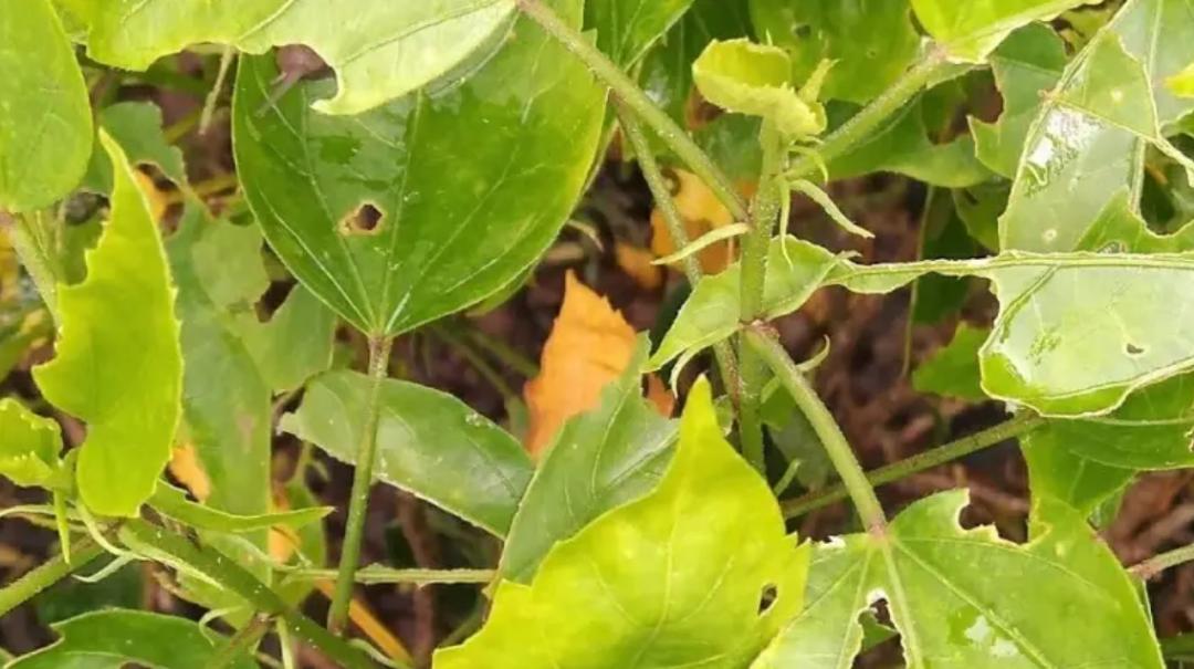 非洲野味入侵全球:中国吃货在这种巨型蜗牛面前,压根狂不起来