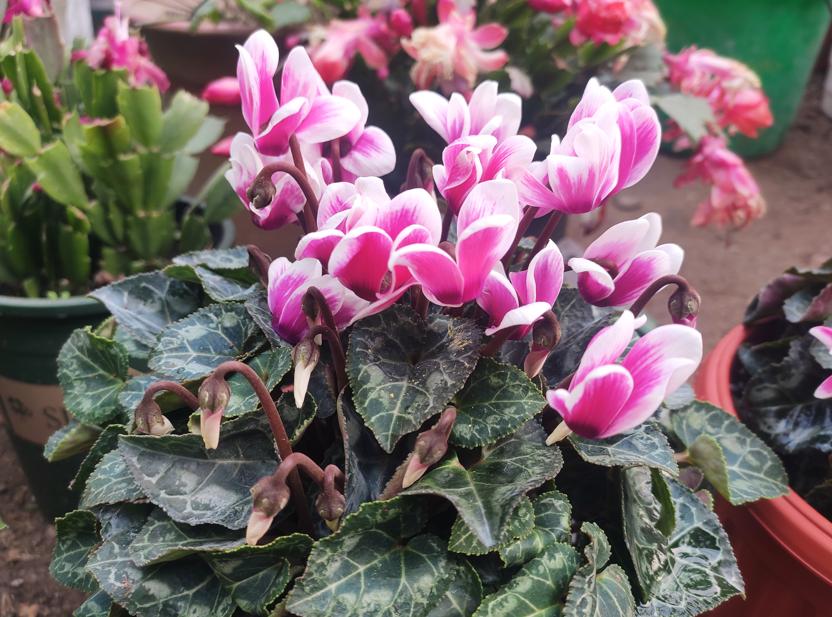 名贵的花卉就一定难养吗,花市的花怎么养得那么好