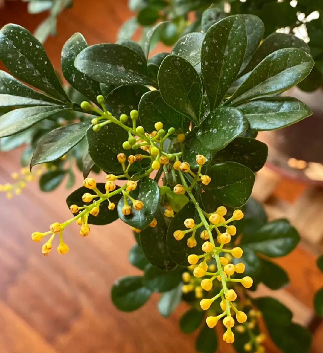 这种花“烟瘾”大,土壤中撒点烟灰,只见花朵不见叶