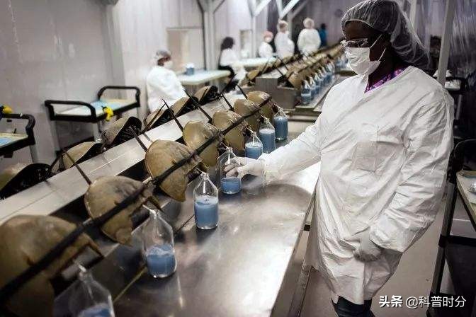 4亿多年蓝色血液引人类陷入绝境,4亿岁生物被疯狂抽血