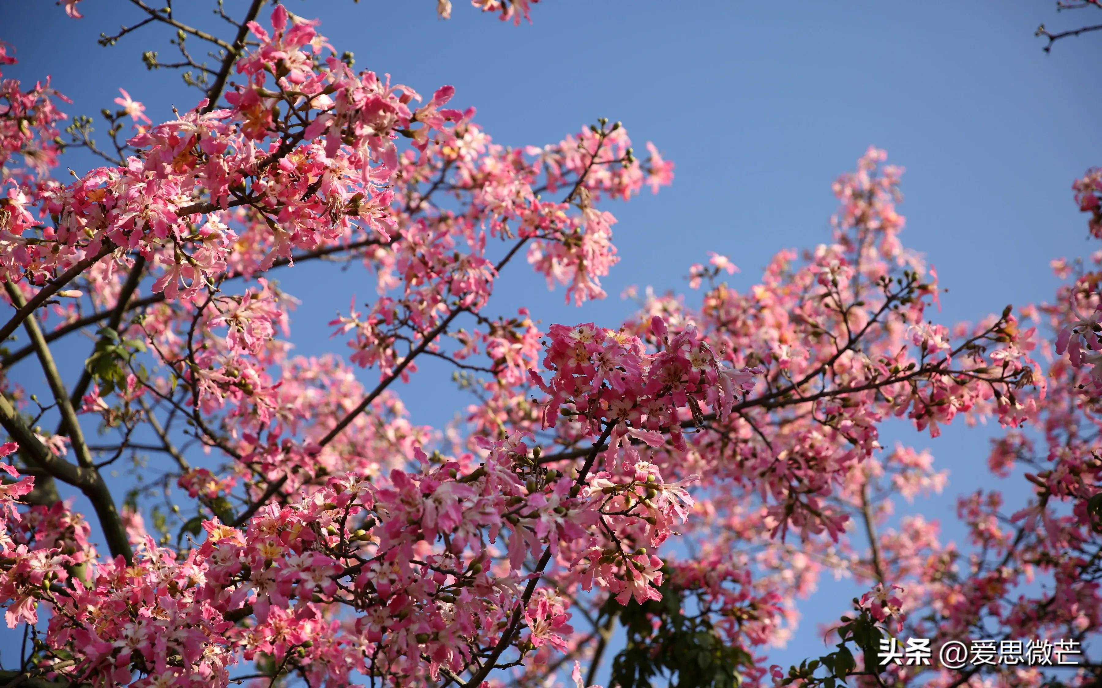 广州异木棉观赏地点,异木棉广州拍照