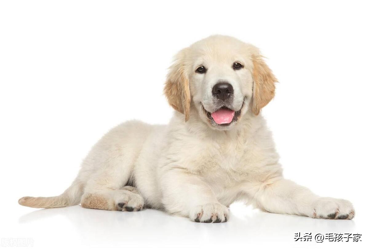 拉布拉多幼犬需要注意什么事项,拉布拉多幼犬的正确喂养方法