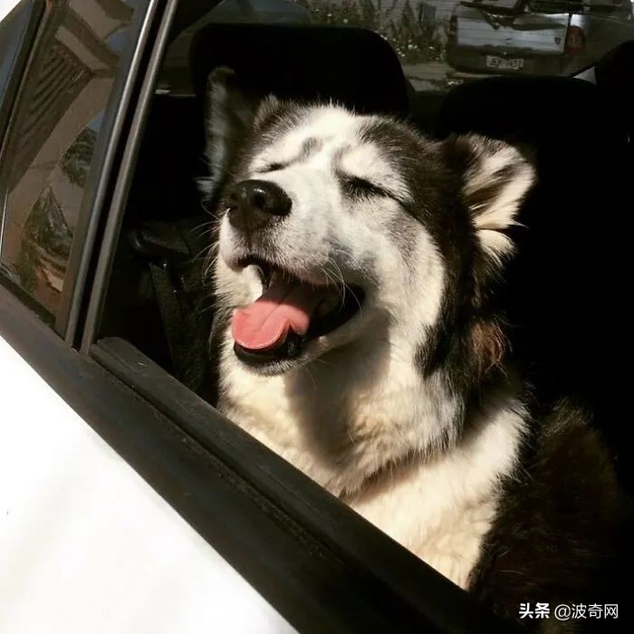 黑心狗厂,黑心宠物繁殖工厂