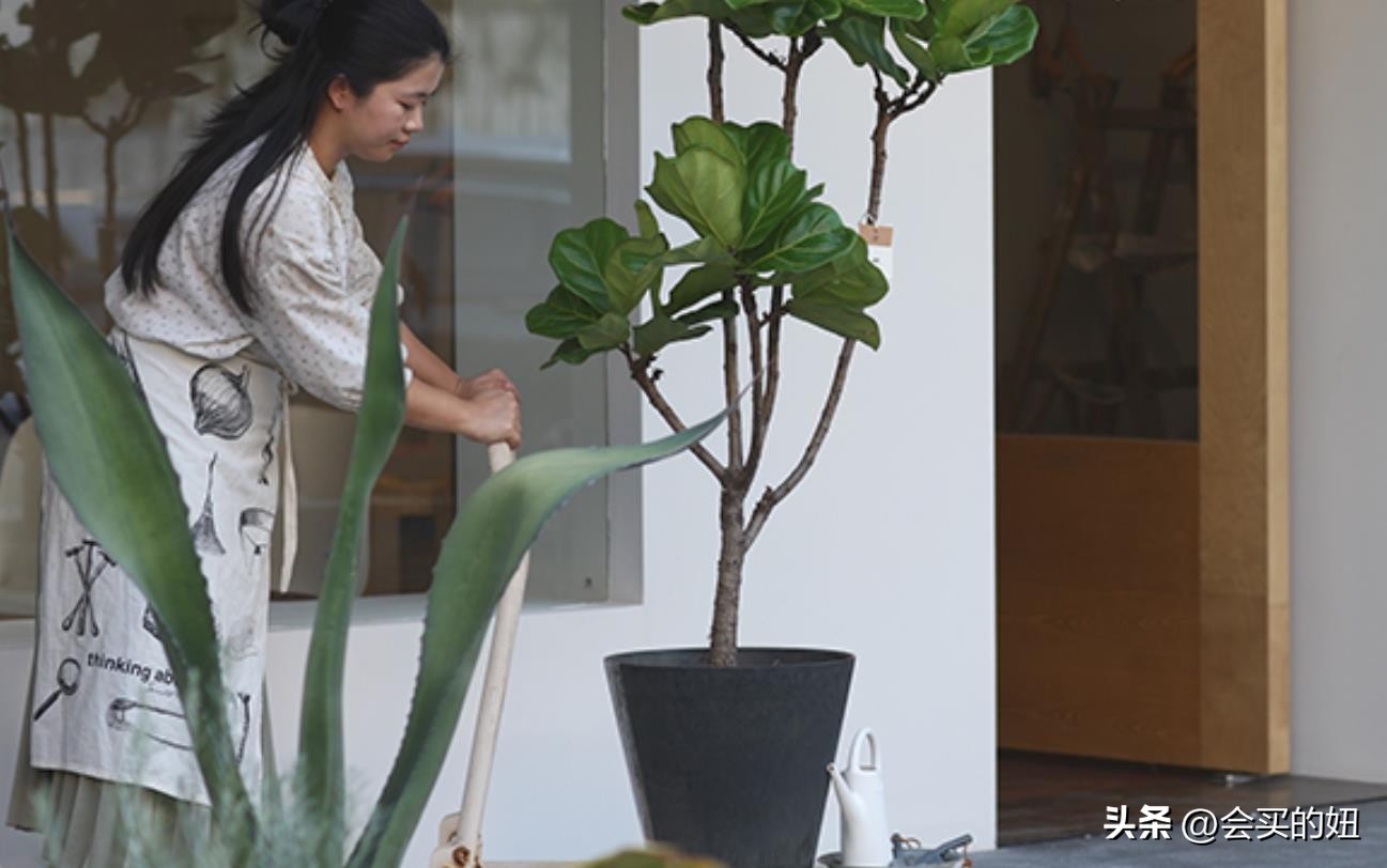 好看的绿植店铺推荐,招财又好养的店铺绿植