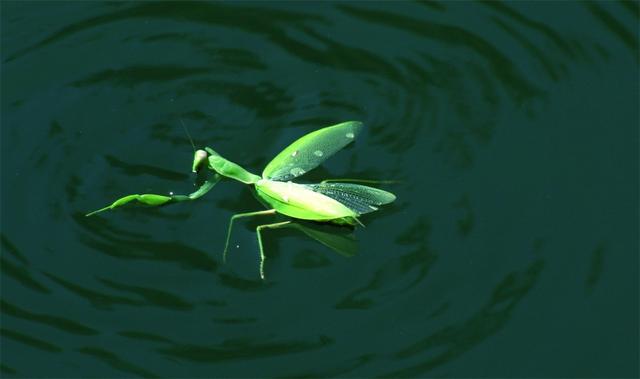 自然界的丧尸病毒,自然界的丧尸