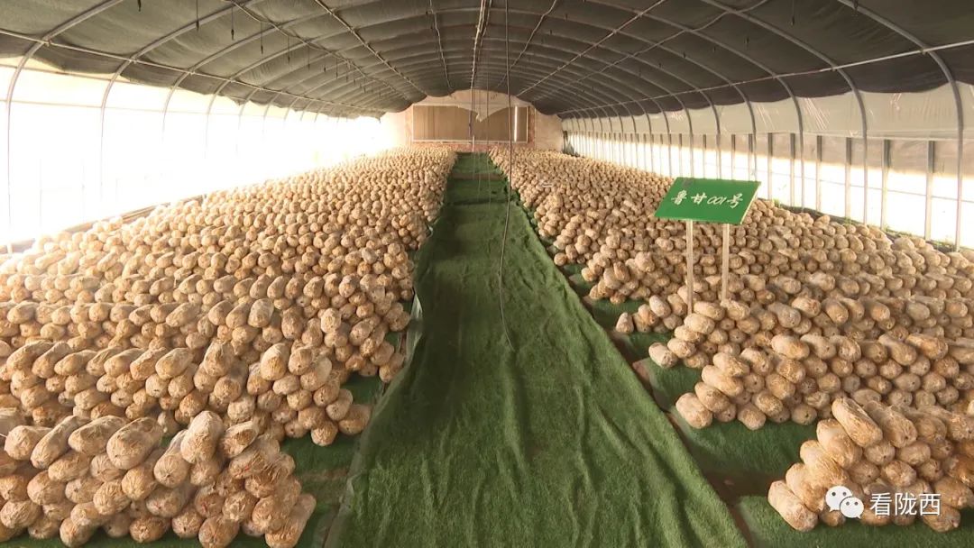 灵芝产业走出乡村振兴新路子,乡村振兴灵芝种植视频报道