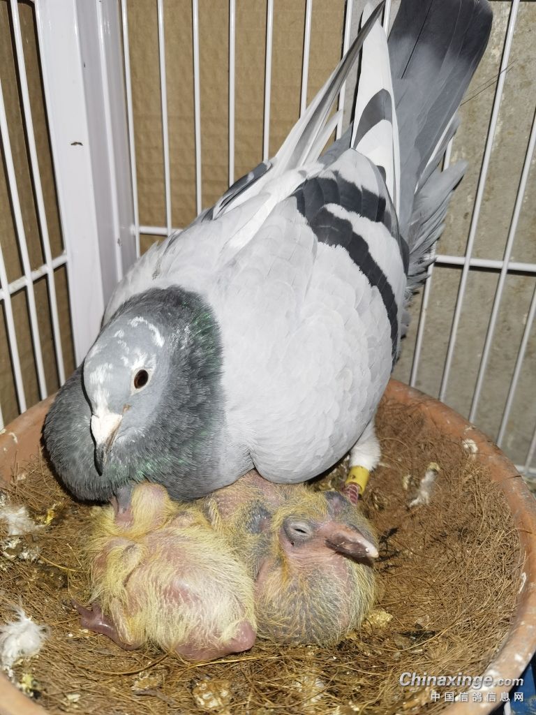 同窝鸽子大小不均怎办,同窝幼鸽体型大的是雌还是雄