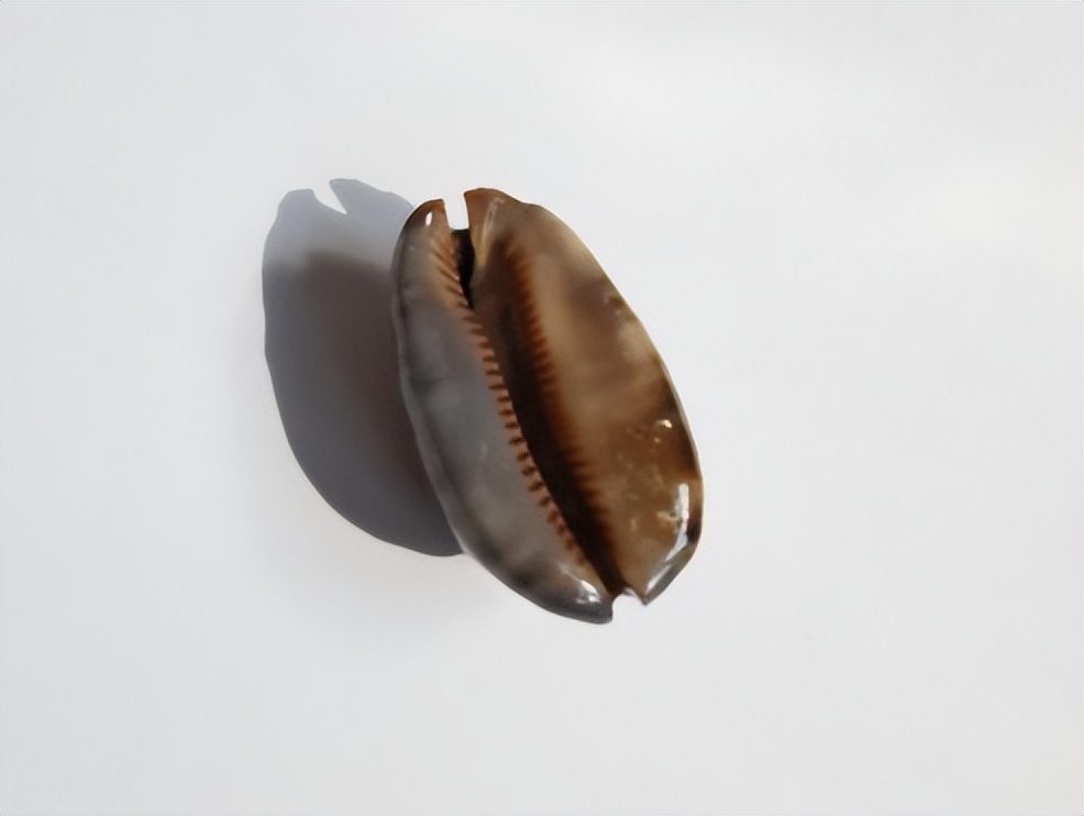 海南海鲜贝类有哪些,海南海鲜贝类