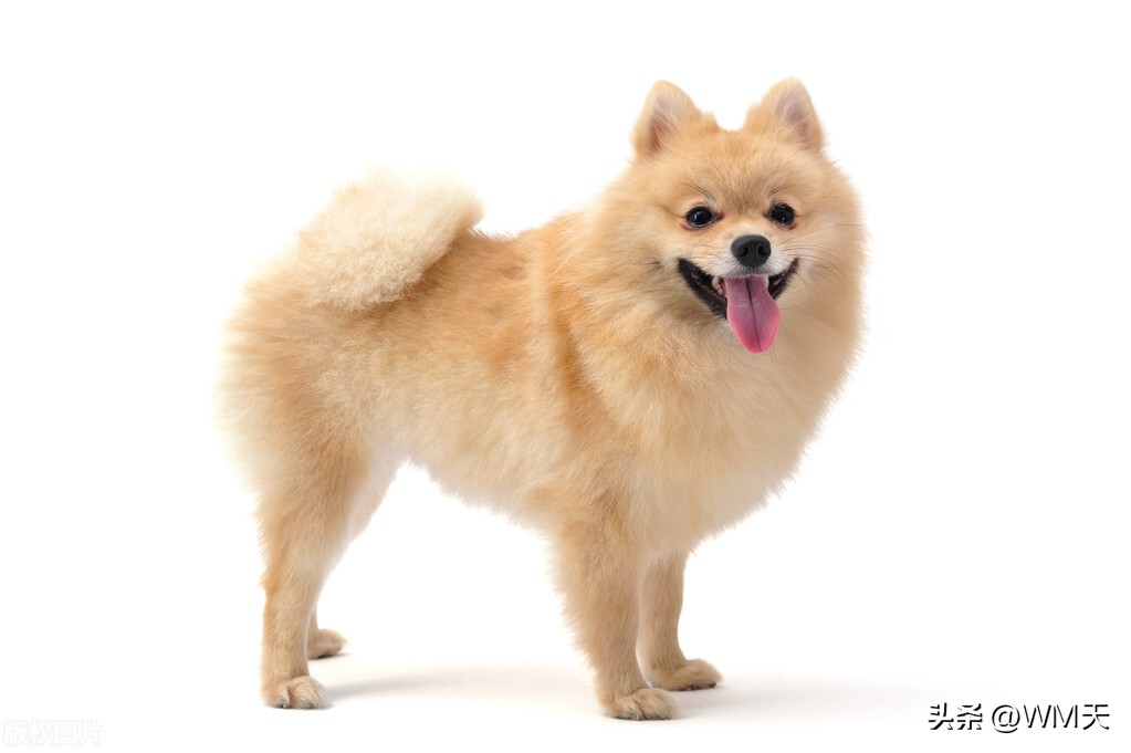 最适合家庭饲养的小型犬推荐,适合简单饲养的小型犬