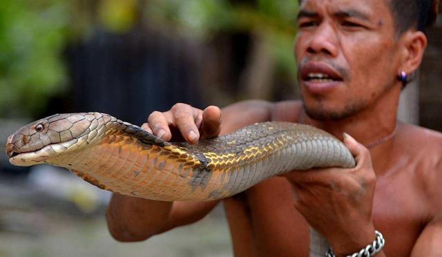 蛇头被砍下后为何还会跳起来咬人？