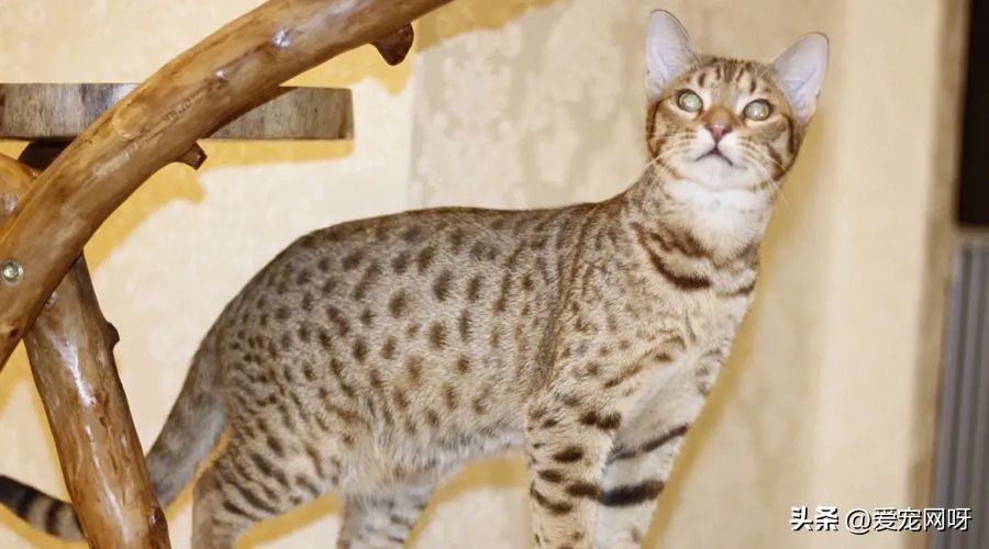 玳瑁猫咪是什么品种,猫咪品种大全及图片