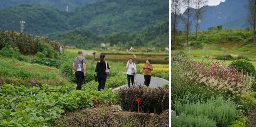 高桥小镇峨眉山,峨眉山高桥小镇在哪里