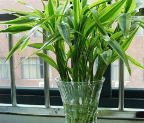 富贵竹几根寓意好,富贵竹要放几根才是吉利数字