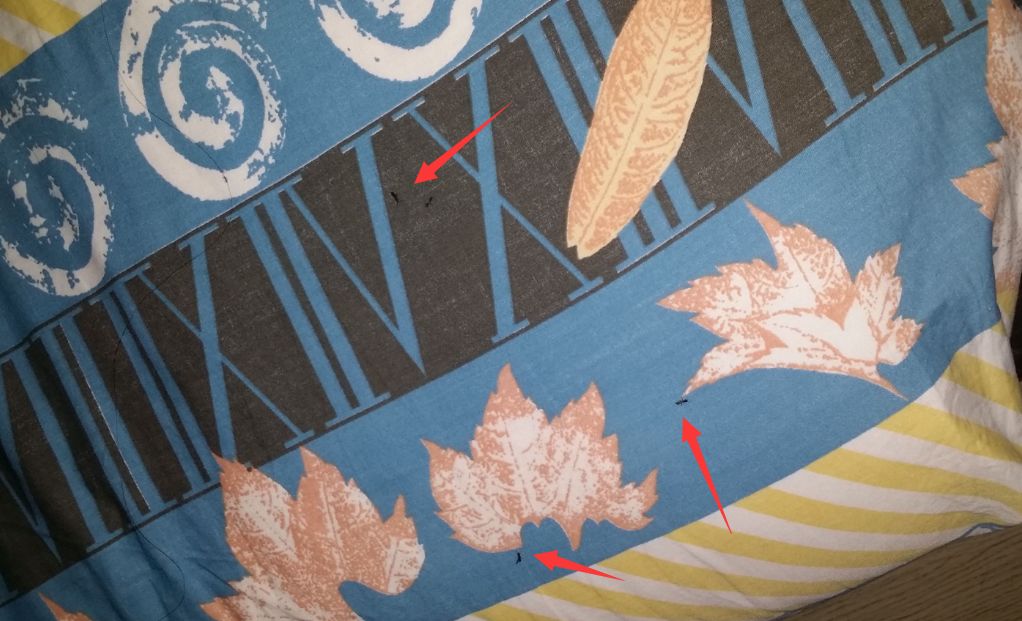 家里床上有蚂蚁怎么办,床上有蚂蚁怎样消灭掉