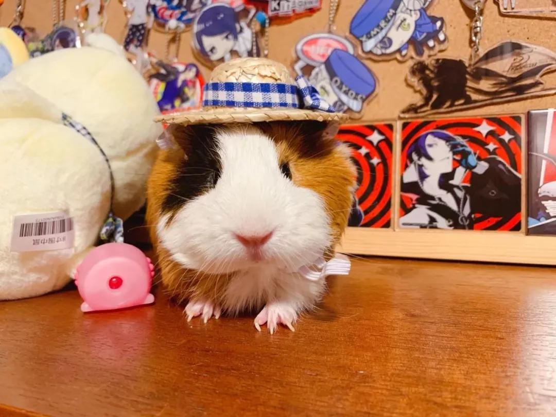 春节荷兰猪安全养护宝典