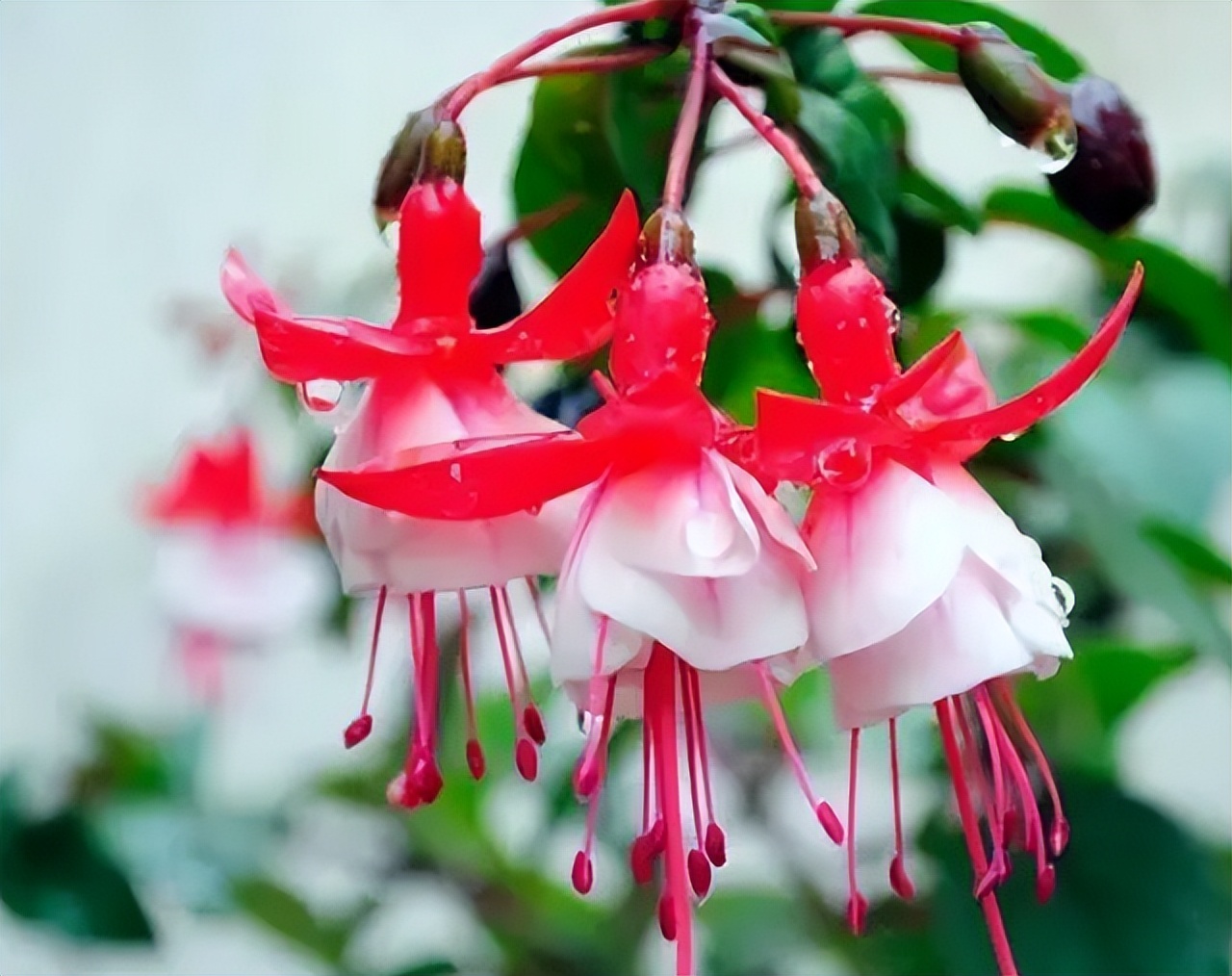 奶奶叮嘱，“花草有三不送，送了变仇人”，过来人的经验