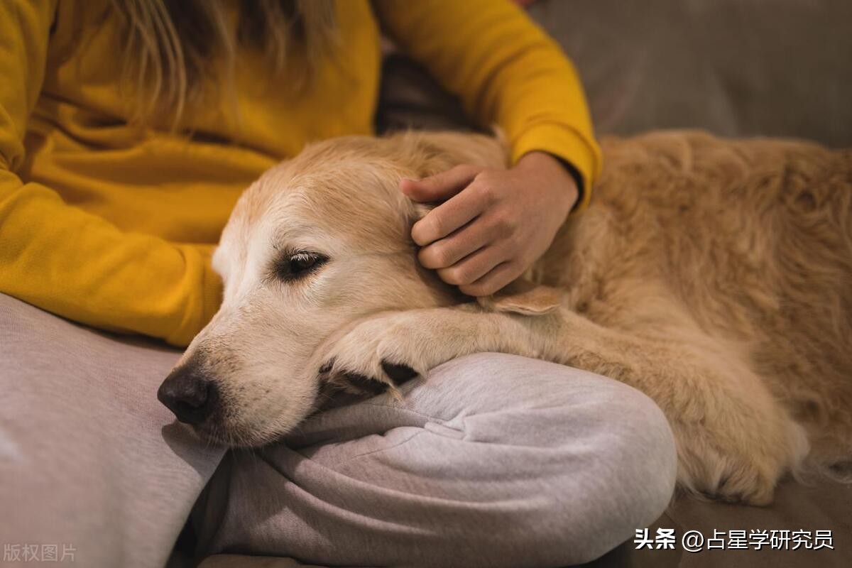 生肖狗的象征意义,生肖狗的性格优点缺点有哪些