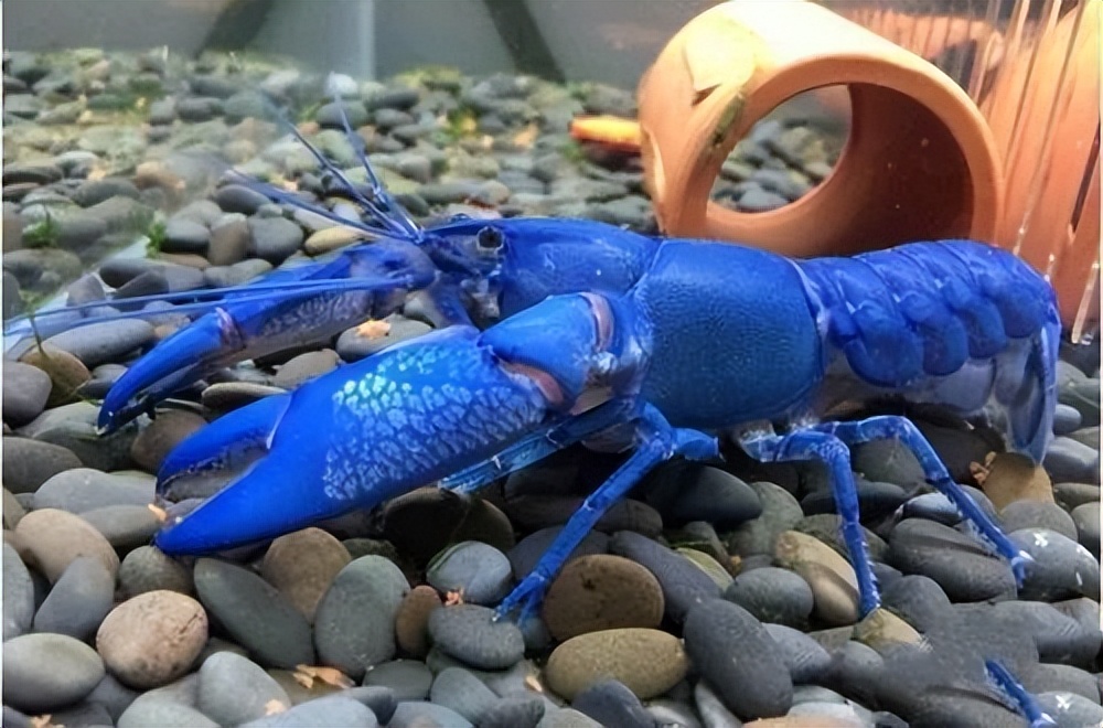 蓝魔虾需要浮出水面么,天空蓝魔虾的图片