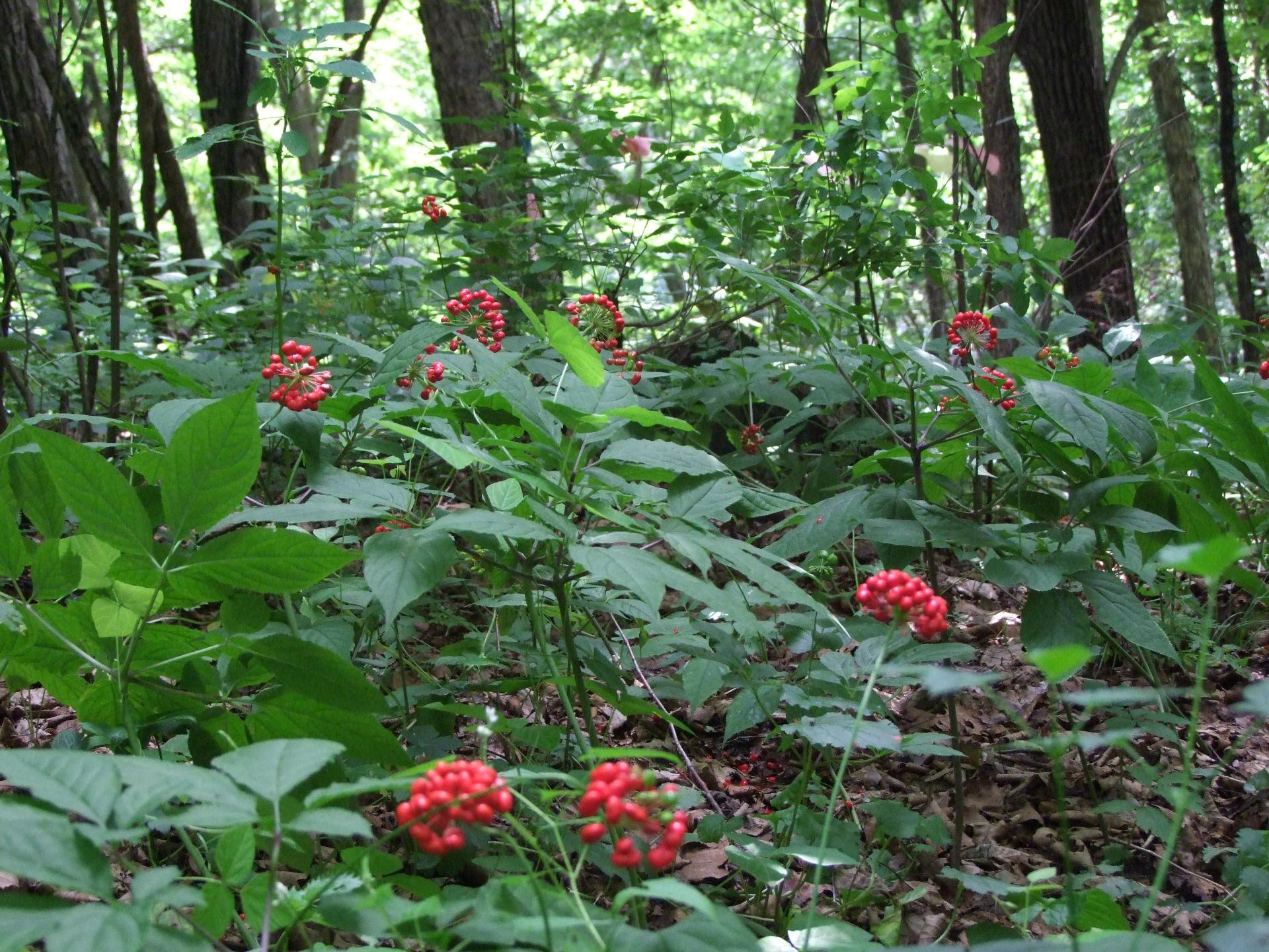 人参和园参品种一样吗,野生人参8两多少钱
