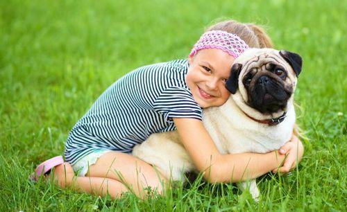 哈巴狗属于宠物狗吗为什么不叫,为什么哈巴狗越来越少