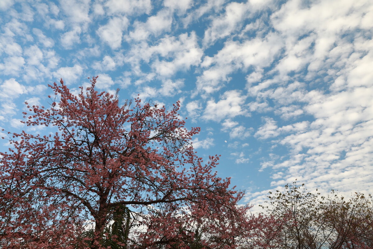 腾冲樱花谷，野生樱花遍布，落英缤纷、原始自然的花花世界