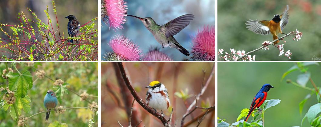 小鸟的家绘画教程,小鸟的家怎么画