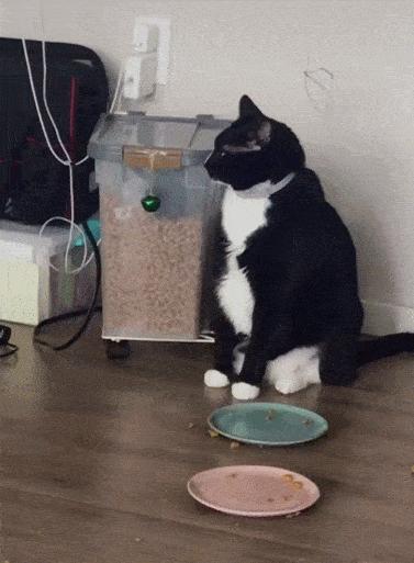 旺家猫的颜色,旺家猫的特征图片