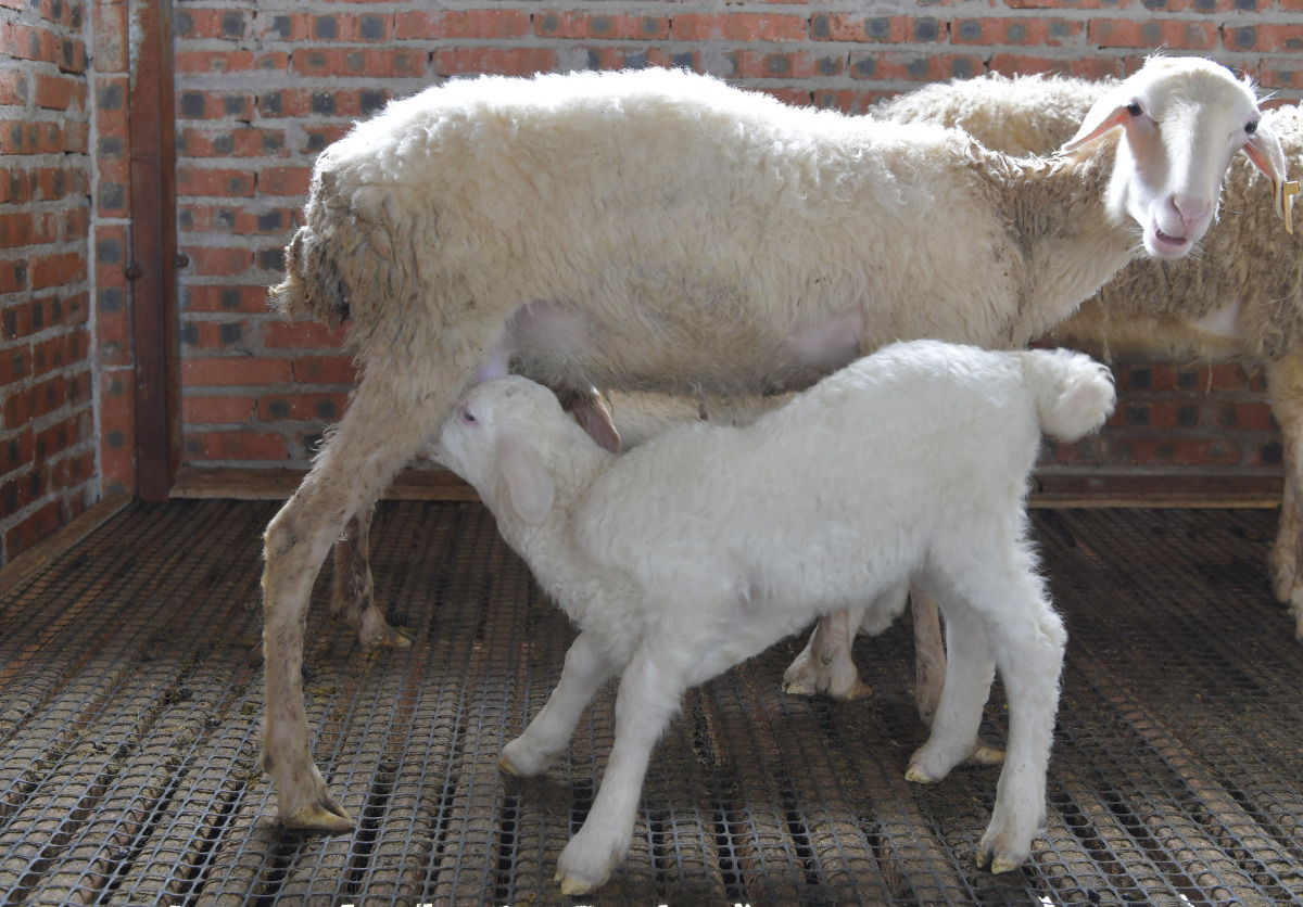 广安区苟溪村幸福农场：念活“养殖经”拓宽“致富路”