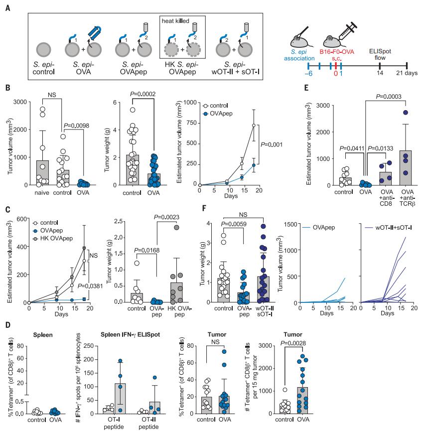 癌症免疫疗法pd-1,pd-1抑制剂治疗癌症