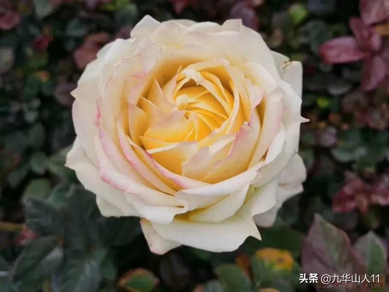 20cm大花重瓣月季品种,黄颜色大花月季是什么品种