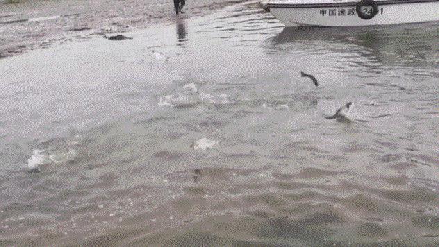 长江禁捕了哪里的刀鱼可以吃,长江禁捕哪来的刀鱼