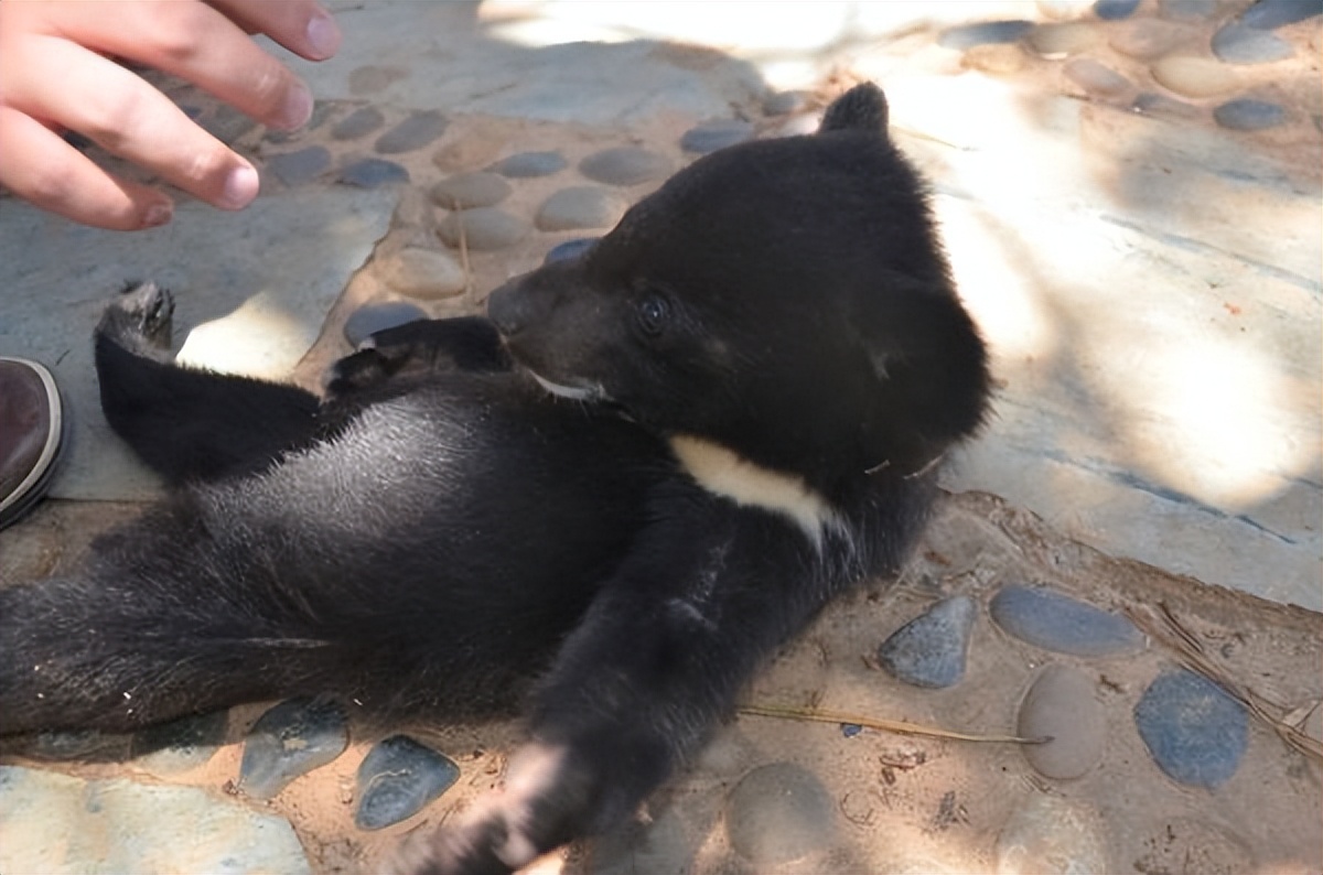 鏉戞皯鎹″埌榛戠唺骞煎唇濂冲効,杈藉畞鍐滃鎹″埌榛戠唺骞煎唇