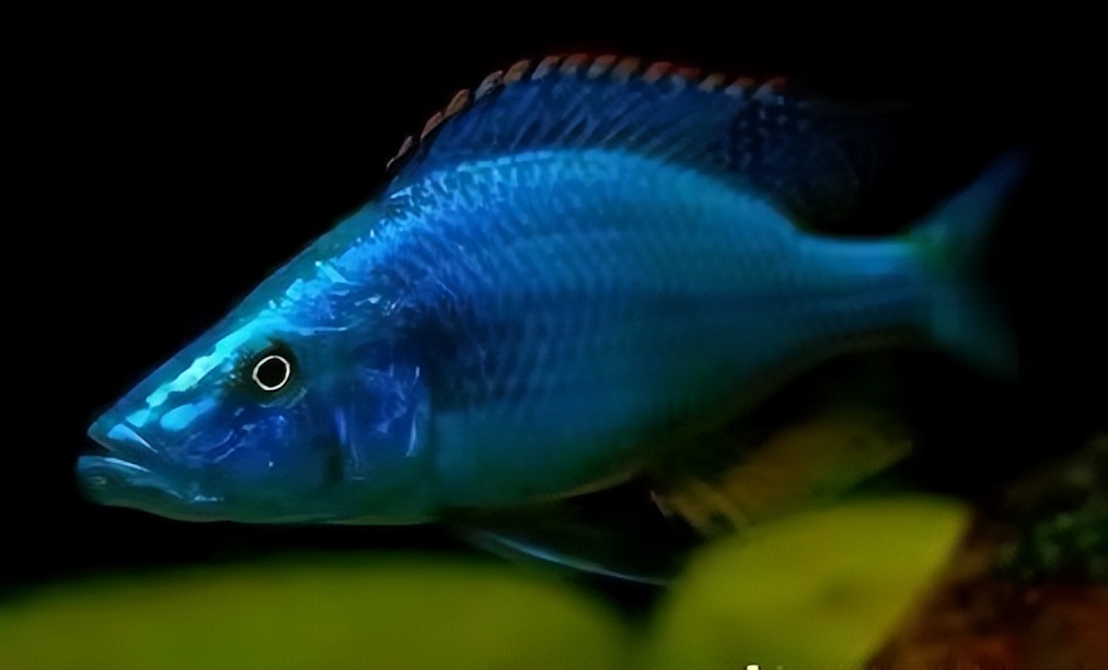 精心挑选6种最容易饲养的观赏鱼,新手饲养观赏鱼有哪些推荐